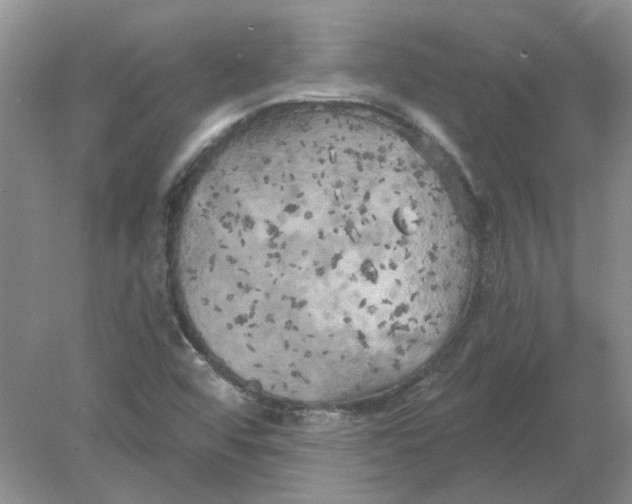 X0000078291456200611172110