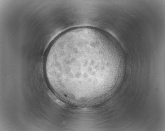 X0000078291460200611172110