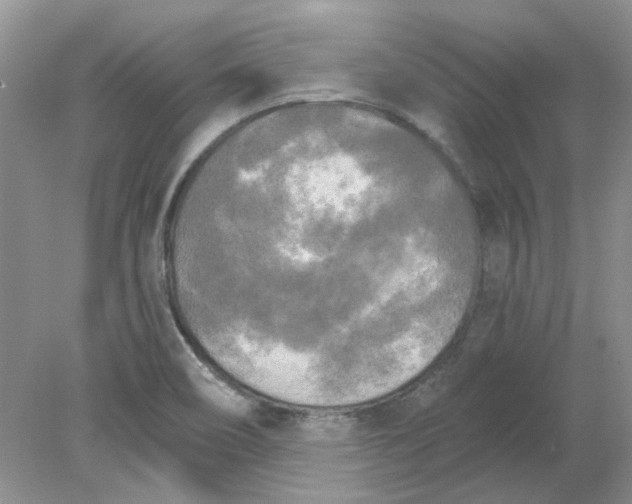 X0000078291466200611172110