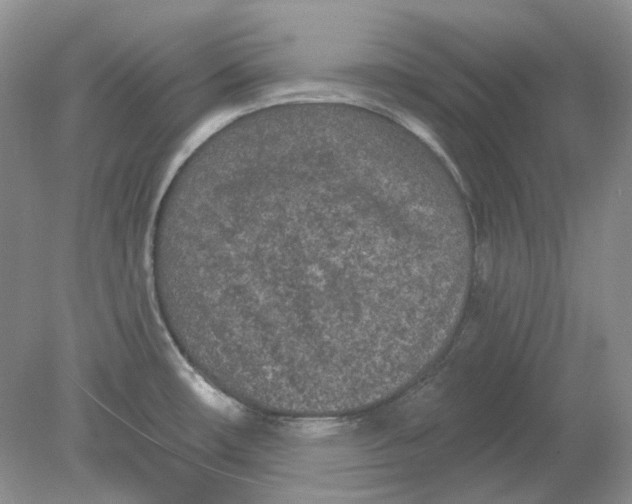 X0000078291482200611172109