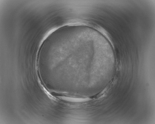 X0000078291485200611172109