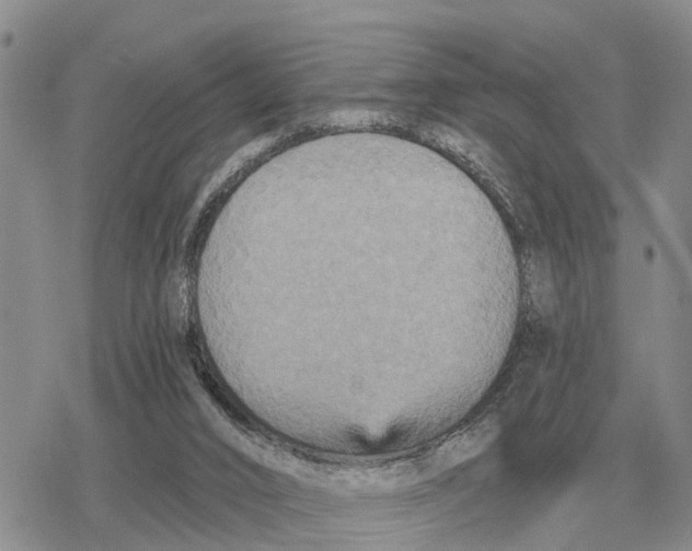 X0000078290016200611251454