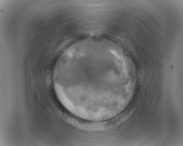 X0000078290032200611251454