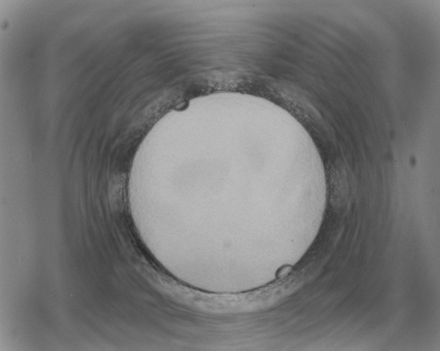 X0000078290034200611251454