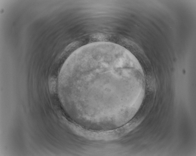 X0000078290036200611251454