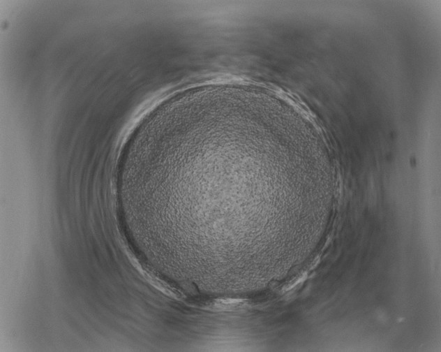 X0000078290055200611251453