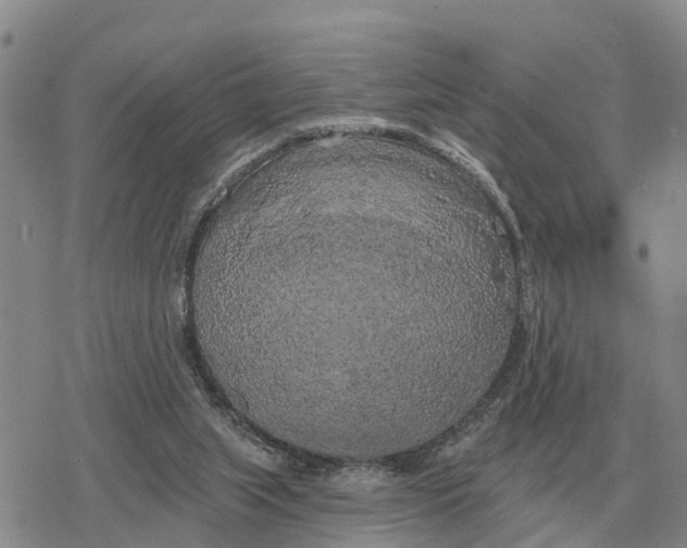 X0000078290063200611251453