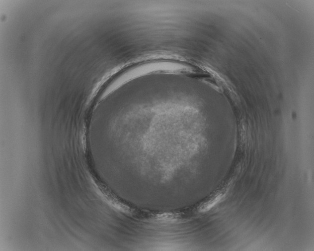 X0000078290064200611251453