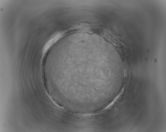 X0000078290245200611251450