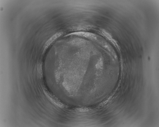 X0000078290250200611251450