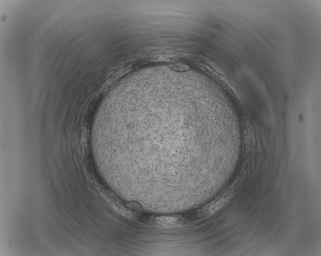 X0000078290265200611251450