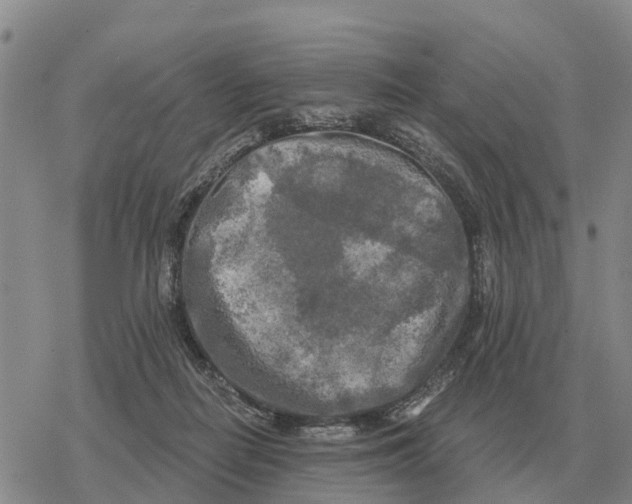 X0000078290266200611251450