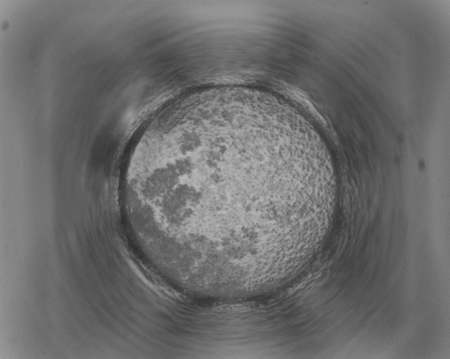 X0000078290299200611251450