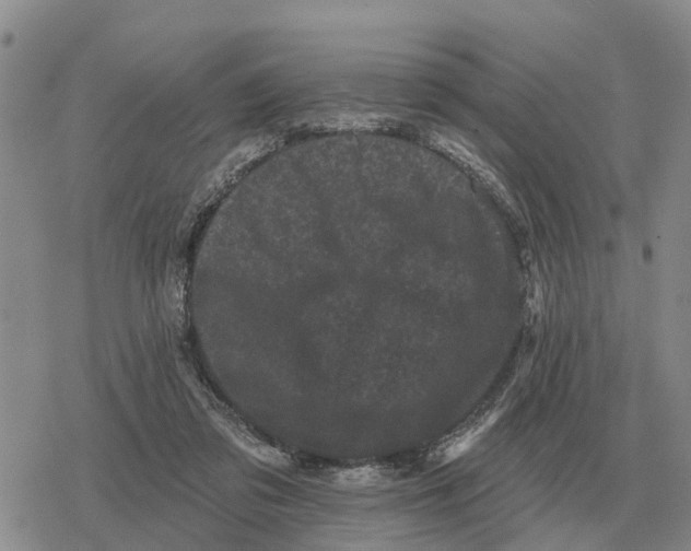 X0000078290309200611251450