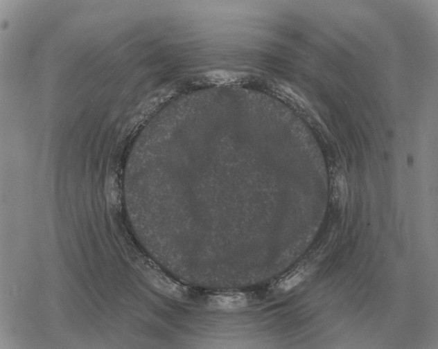 X0000078290317200611251449