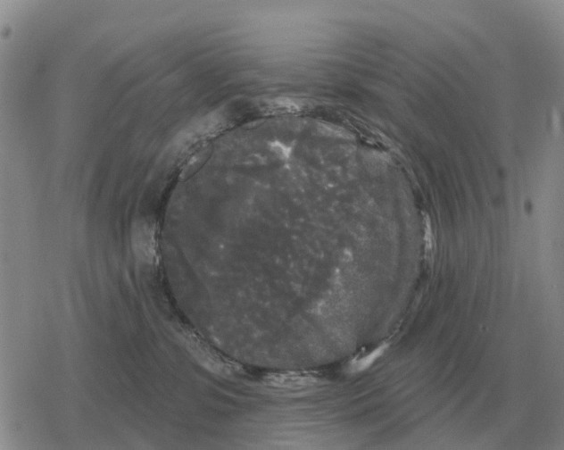 X0000078290331200611251449