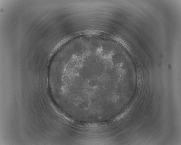 X0000078290349200611251449