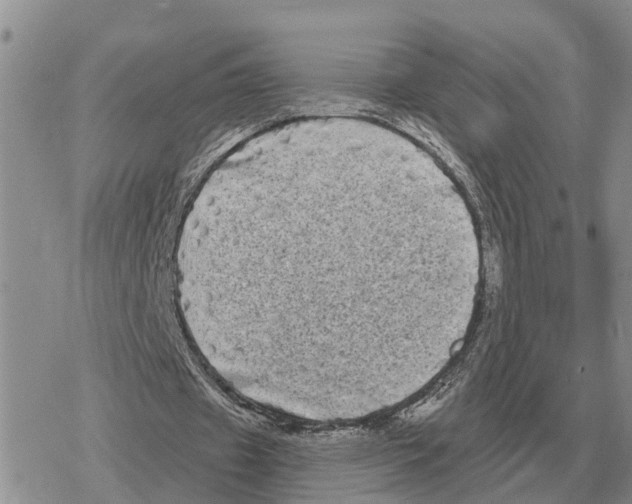 X0000078290433200611251447