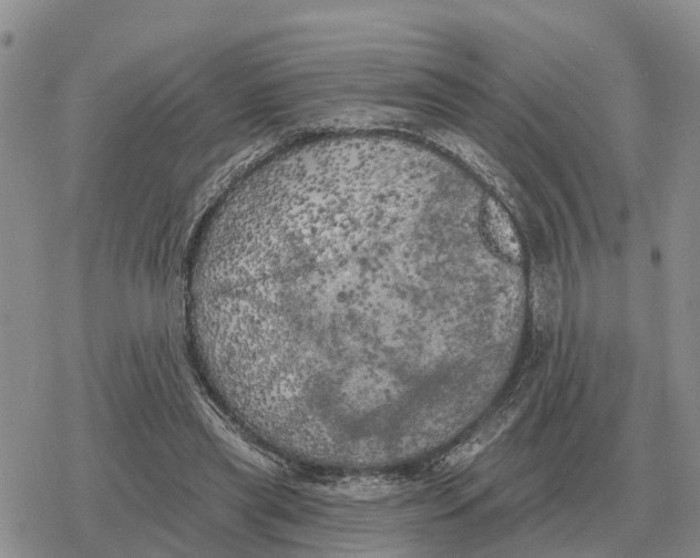 X0000078290445200611251447