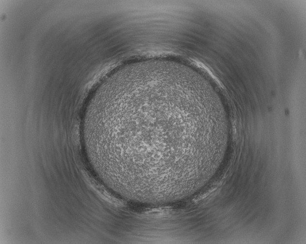 X0000078290447200611251447