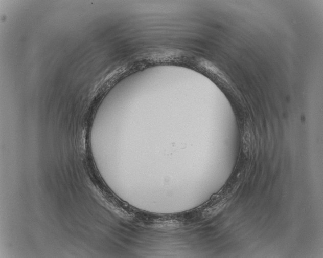 X0000078290454200611251447