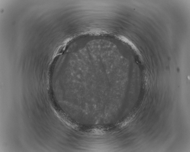 X0000078290496200611251447