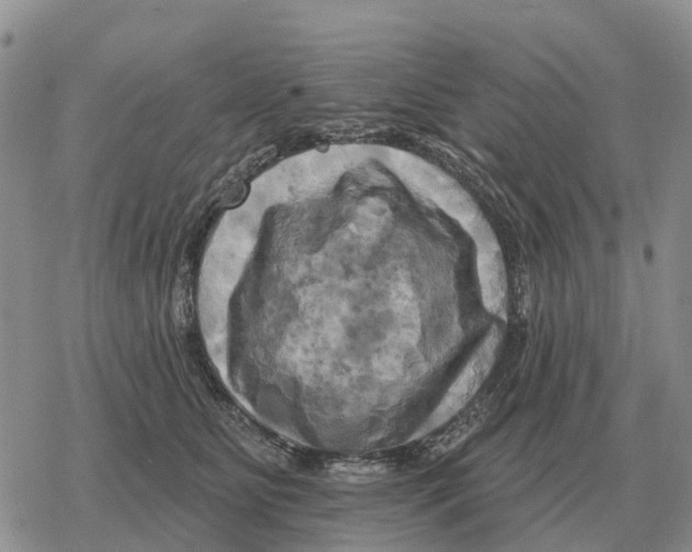 X0000078290515200611251446