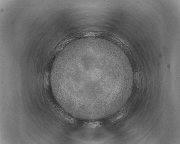 X0000078290554200611251446