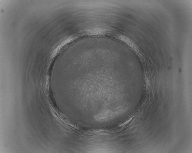 X0000078290583200611251445