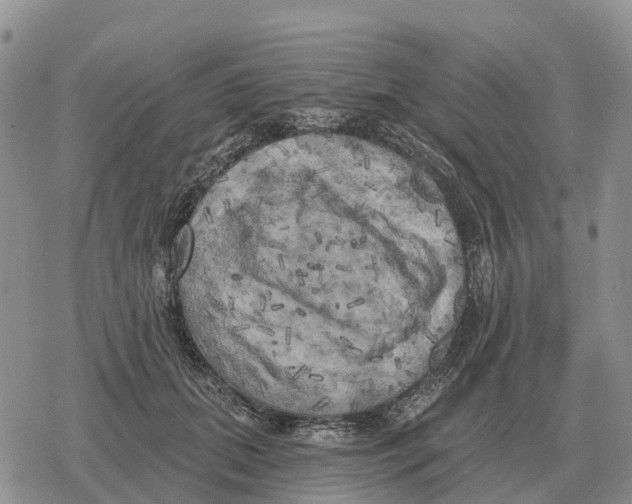 X0000078290655200611251444