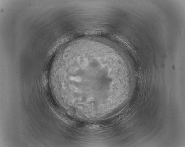 X0000078290687200611251443