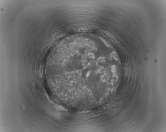 X0000078290695200611251443