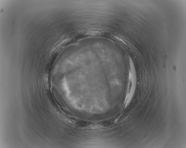 X0000078290696200611251443