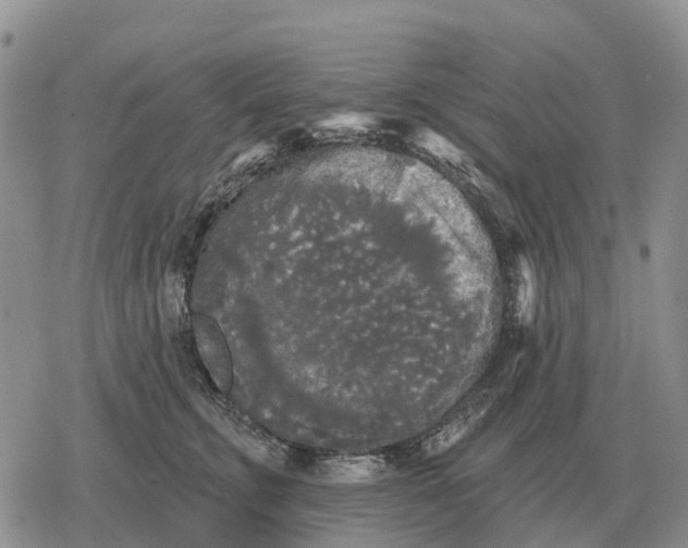 X0000078290711200611251443