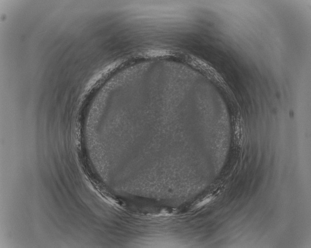 X0000078290732200611251442