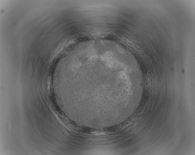 X0000078290742200611251442