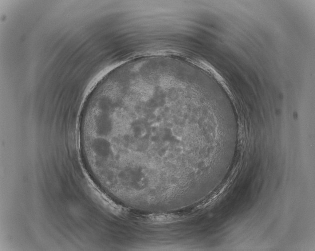 X0000078290795200611251442