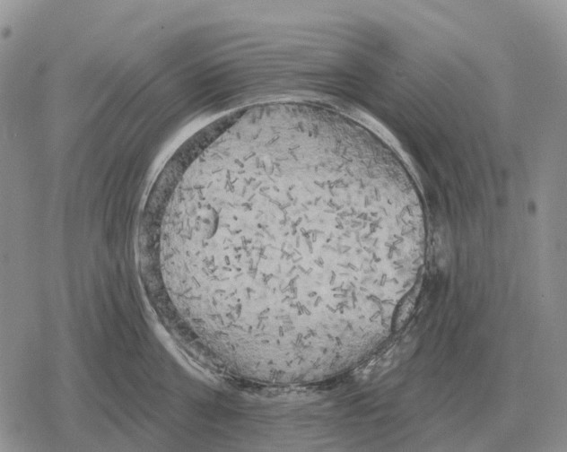 X0000078290811200611251441