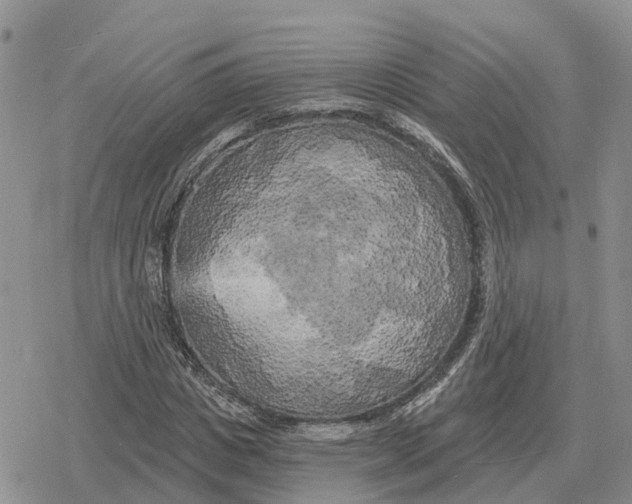 X0000078290825200611251441