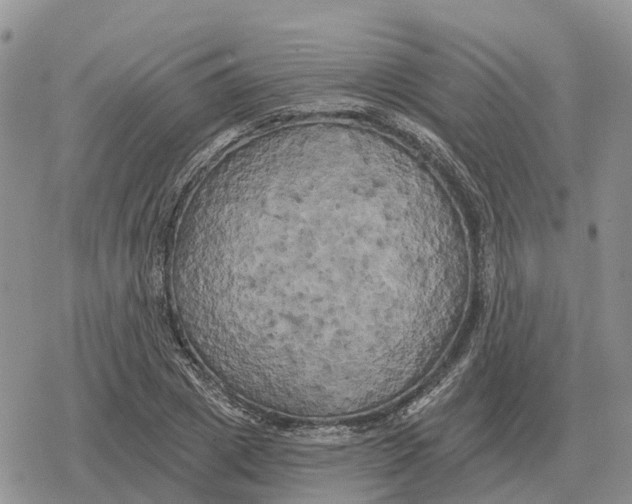 X0000078290833200611251441