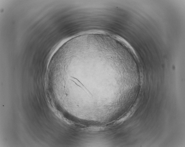 X0000078290860200611251441