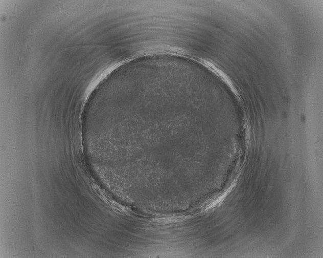 X0000078290877200611251440