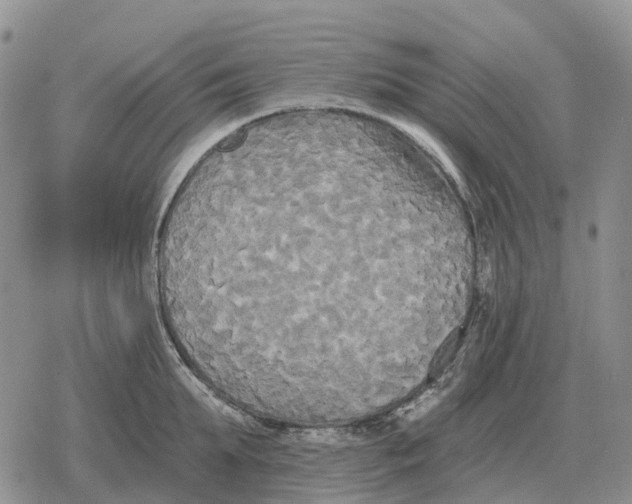 X0000078290903200611251440