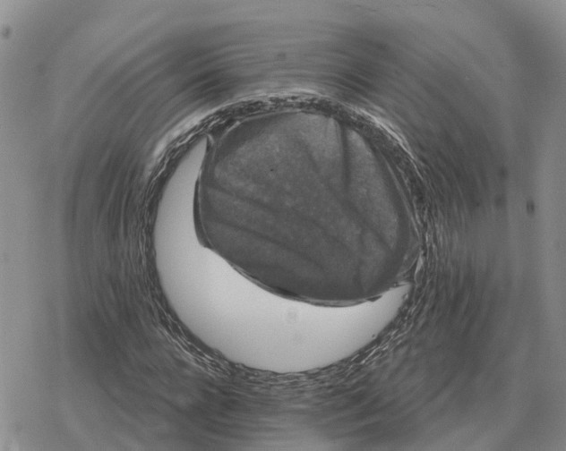 X0000078290920200611251439