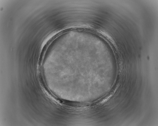 X0000078290928200611251439