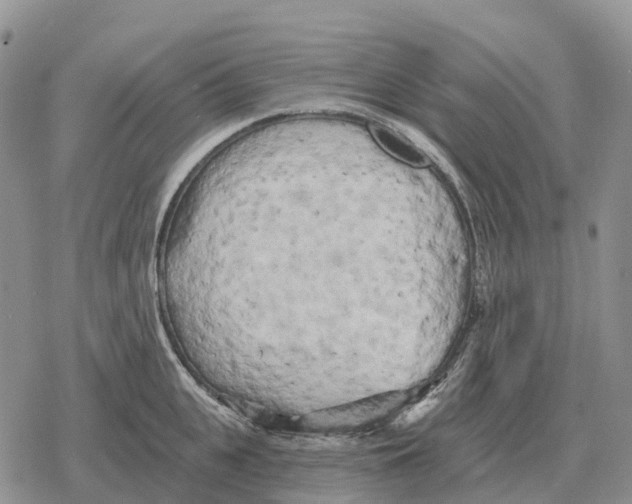 X0000078290951200611251440