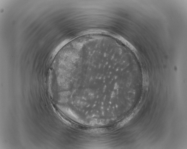 X0000078290953200611251440