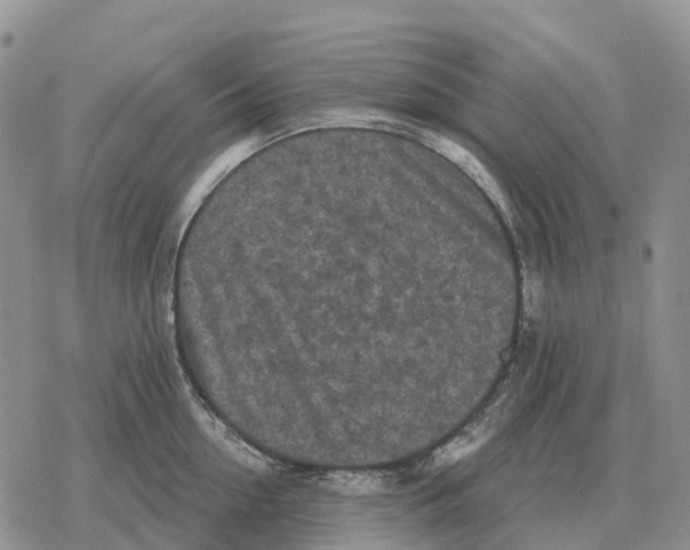 X0000078290954200611251440