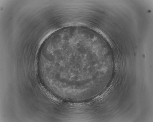 X0000078290975200611251439