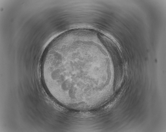 X0000078290983200611251439